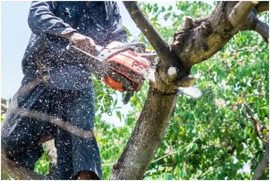 tree services Enterprise